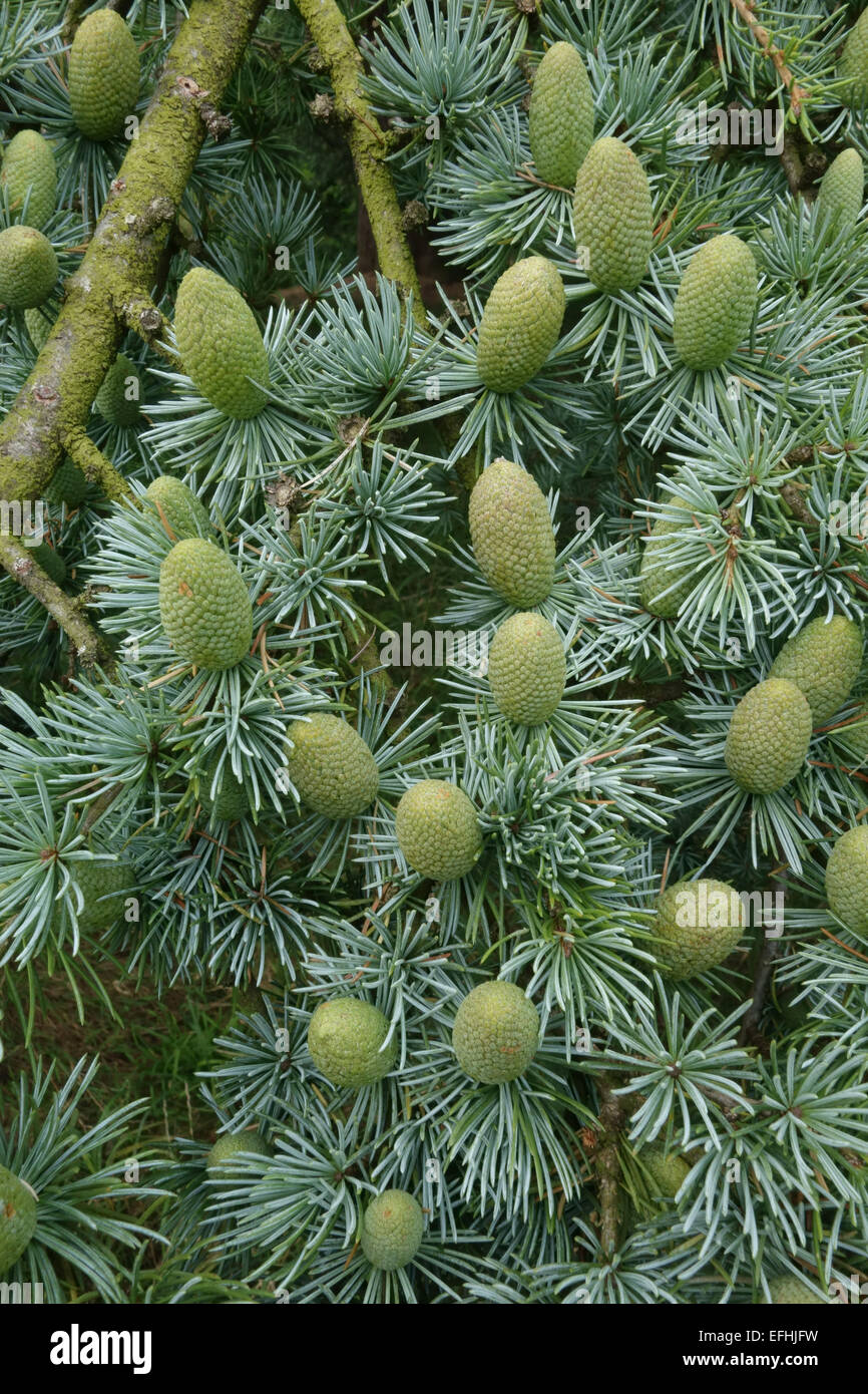 Cônes verts immatures de deodar cedar, Cedrus deodara, sur un arbre, Berkshire, Août Banque D'Images