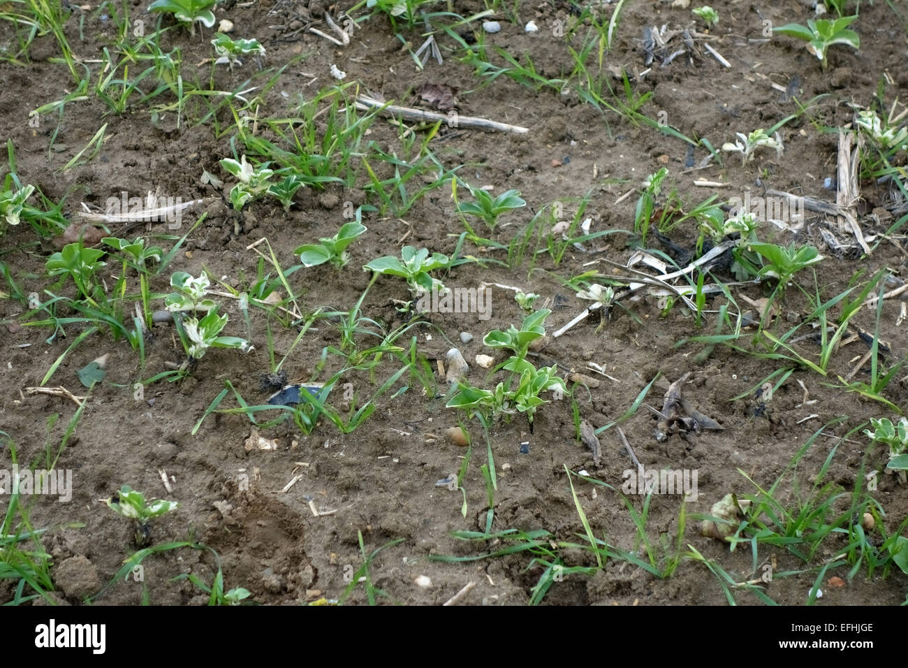 Bénévole des semis haricot, Vicia faba, partiellement contrôlée dans une jeune culture de céréales semées au cours de la saison suivante, Berkshire, Banque D'Images