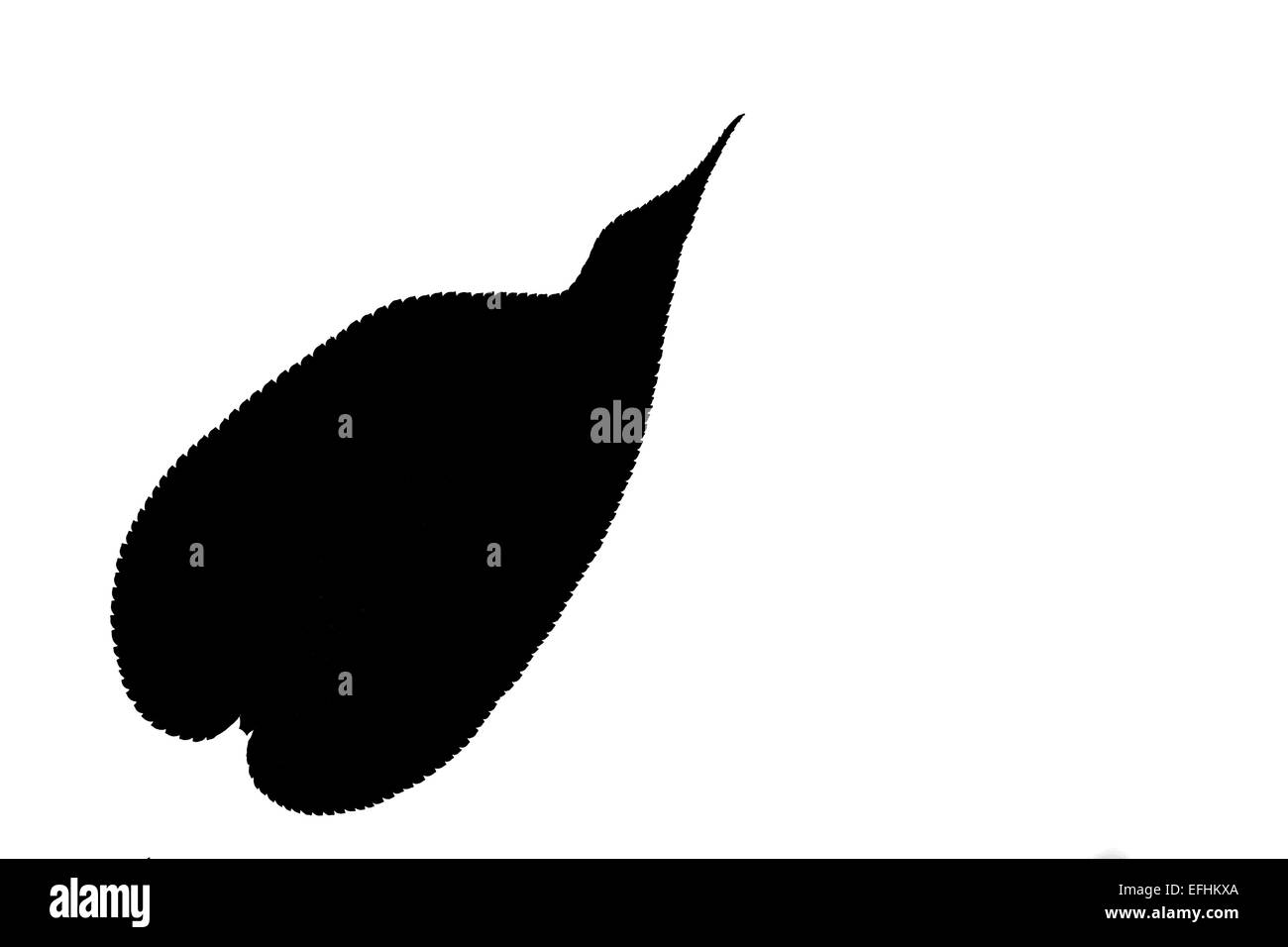 Feuille noir Banque D'Images