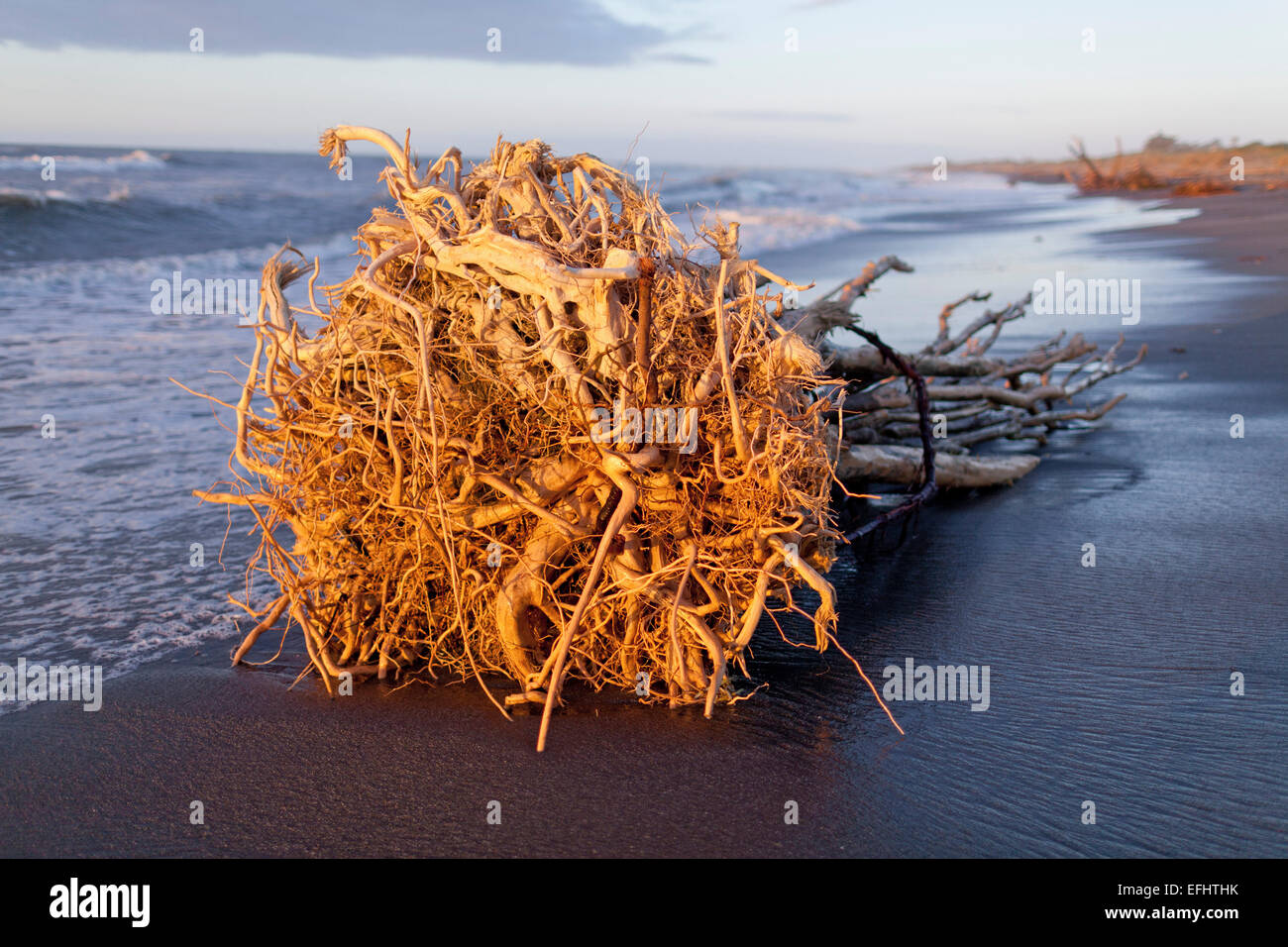 Driftwood sur Hokitika Beach avec les racines des arbres, Hokitika, West Coast, South Island, New Zealand Banque D'Images