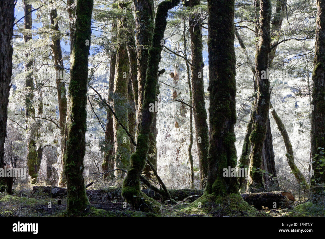 Les arbres forestiers avec lichen blanc, forêt tropicale, Fairytale, île du Sud, Nouvelle-Zélande Banque D'Images