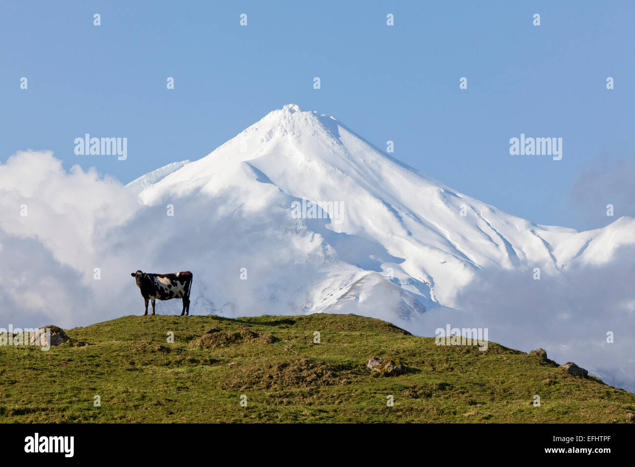 Vache laitière, debout sur un pâturage en face de Mt Egmont Taranaki Mount, volcan, île du Nord, Nouvelle-Zélande Banque D'Images