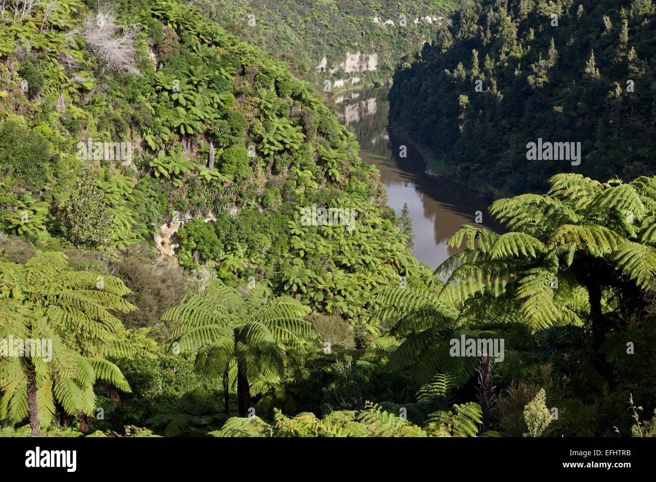 Les fougères arborescentes, les escarpements érodés et falaises d'argile sable de la rivière Whanganui, île du Nord, Nouvelle-Zélande Banque D'Images