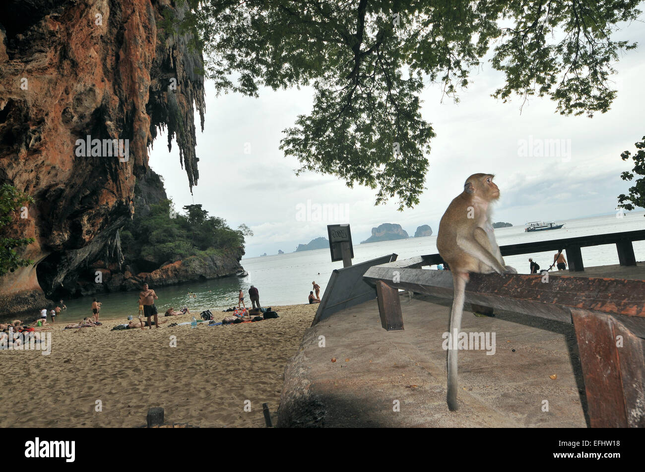 Makaken à Phra Nang Beach près de Krabi, mer d'Andaman, en Thaïlande, en Asie Banque D'Images