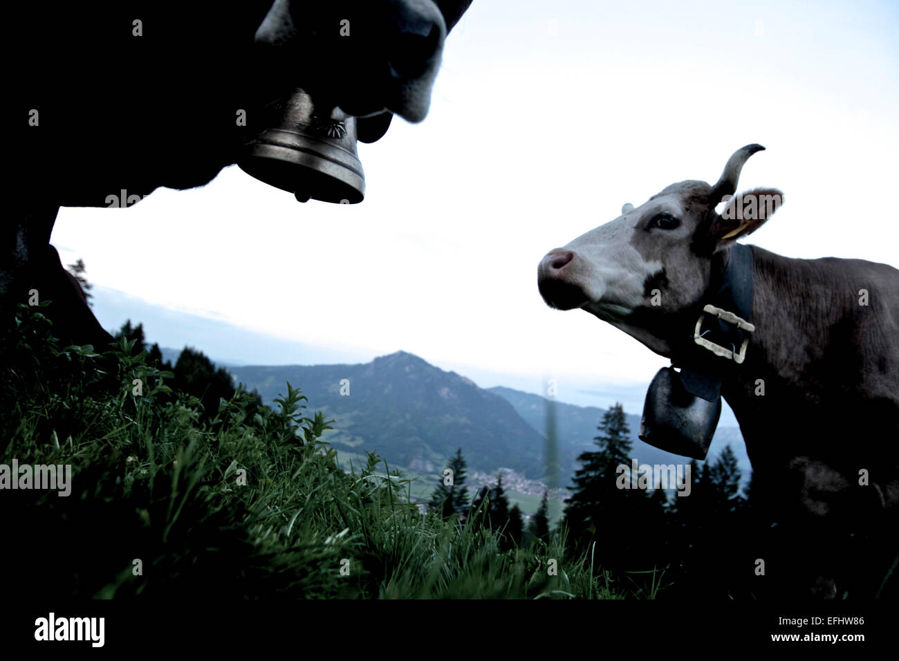 Un troupeau de vaches dans les montagnes, Oberberg, Bavière, Allemagne Banque D'Images