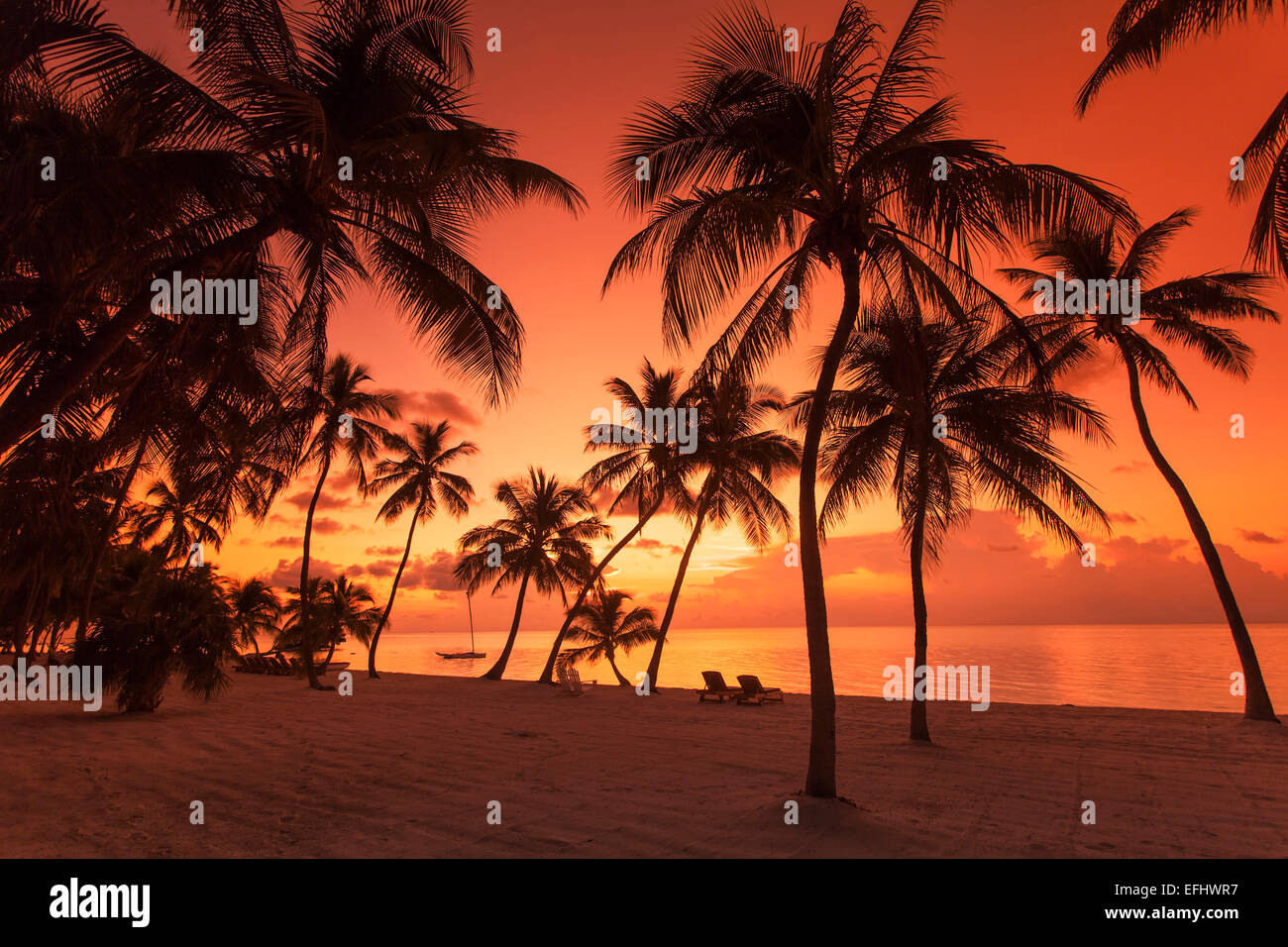 Plage avec des palmiers dans la lumière du matin au lever du soleil, Moorings Village Resort, Islamorada, Florida Keys, Floride, USA Banque D'Images