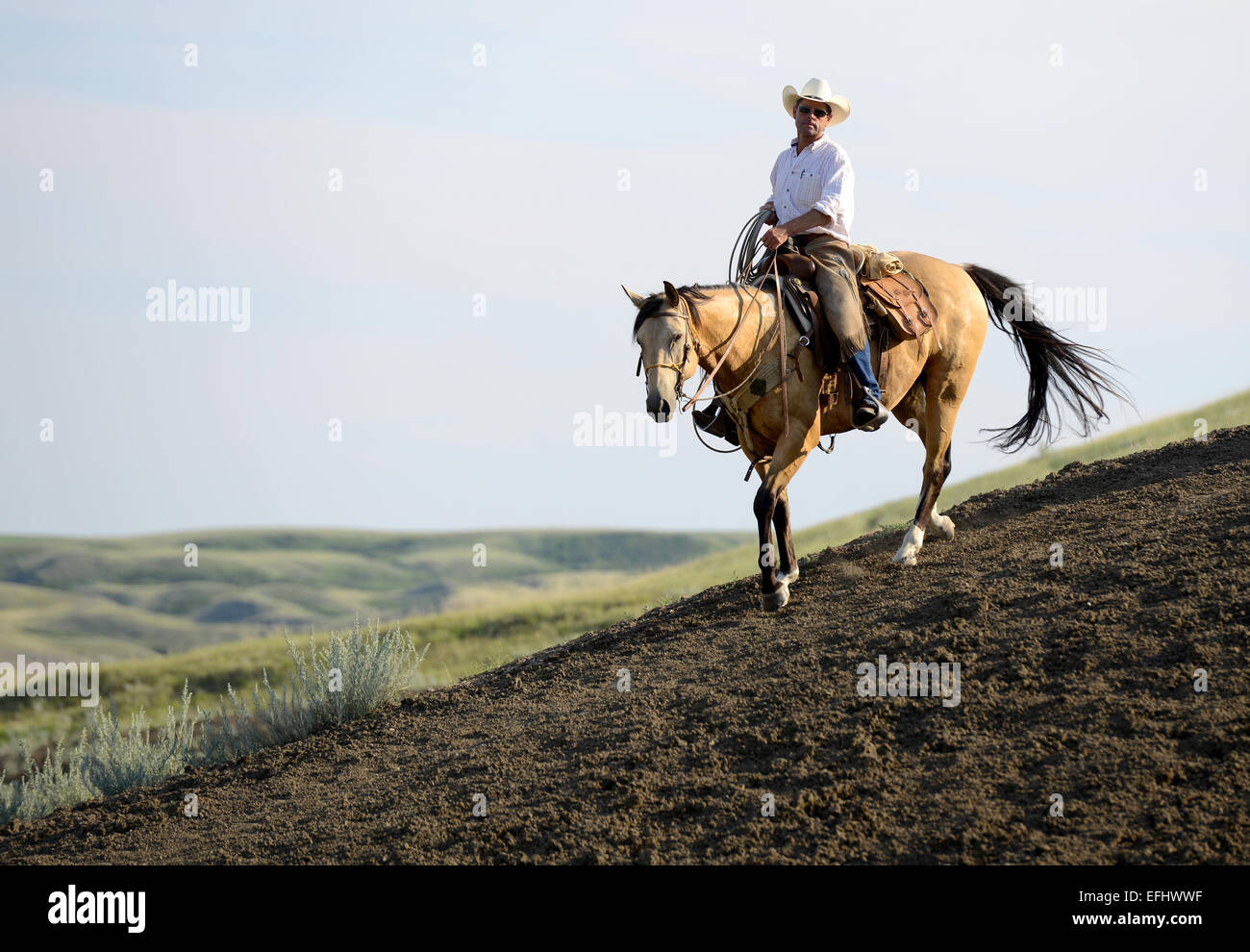 Horse Rider, cowboy, La Reata Ranch, Région des Prairies, en Saskatchewan, Canada. Banque D'Images