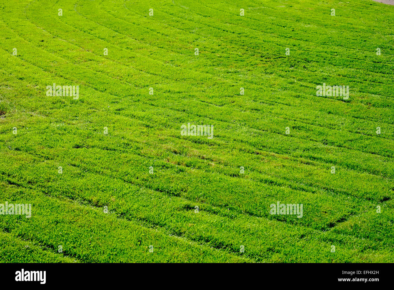 L'herbe de la pelouse du Parc de l'Orangerie park Strasbourg Alsace France Banque D'Images