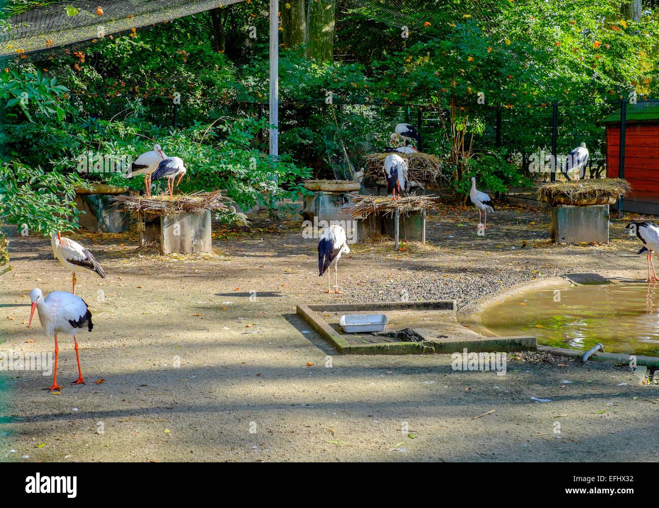 Cigognes en captivité au zoo Parc de l'Orangerie Strasbourg Alsace France Europe Banque D'Images