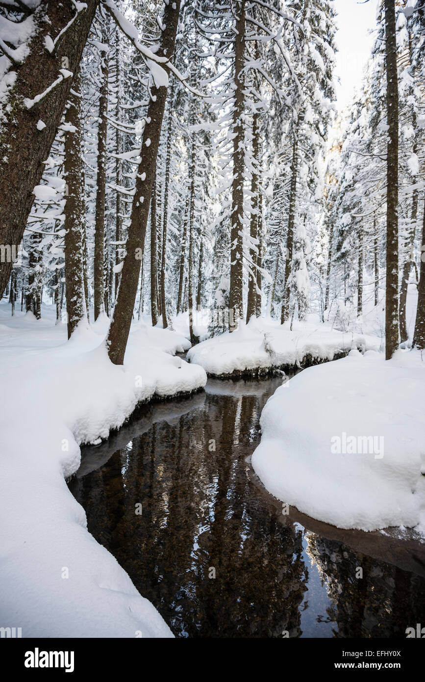 Arbres couverts de neige et petit ruisseau, Bernau, Forêt Noire, Bade-Wurtemberg, Allemagne Banque D'Images