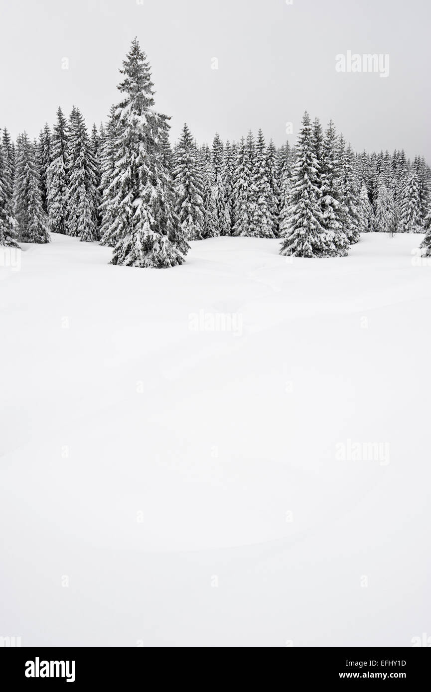 Arbres couverts de neige, Schauinsland, près de Freiburg im Breisgau, Forêt-Noire, Bade-Wurtemberg, Allemagne Banque D'Images