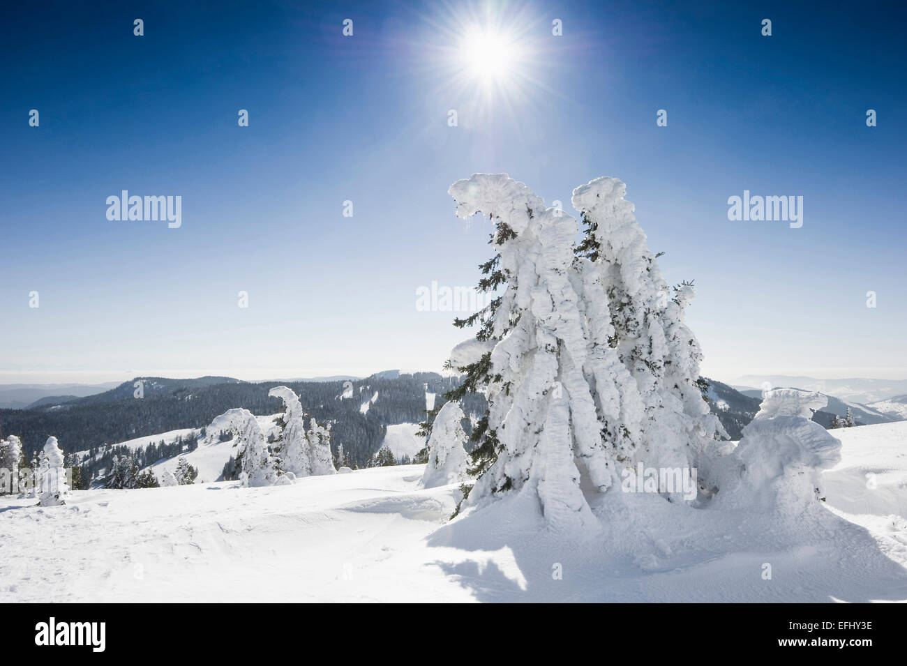 Sapins couverts de neige, Feldberg, Forêt Noire, Bade-Wurtemberg, Allemagne Banque D'Images