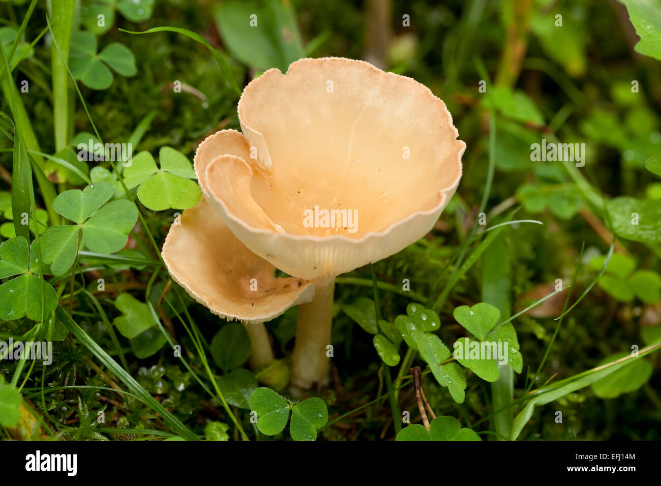 Champignons non comestibles jaune (Hygrophoropsis aurantiaca) en forêt Banque D'Images