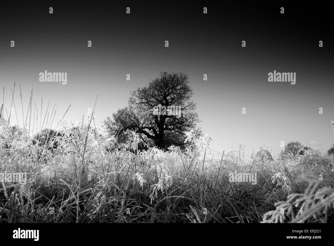 Gel au parc Richmond, Richmond, London, UK Banque D'Images