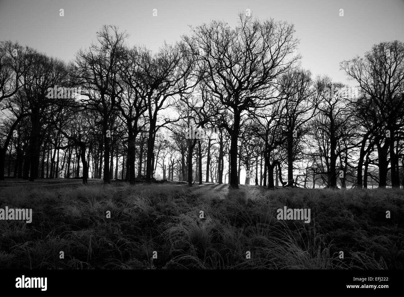 Le roi George V plantation, Richmond Park, London, UK Banque D'Images