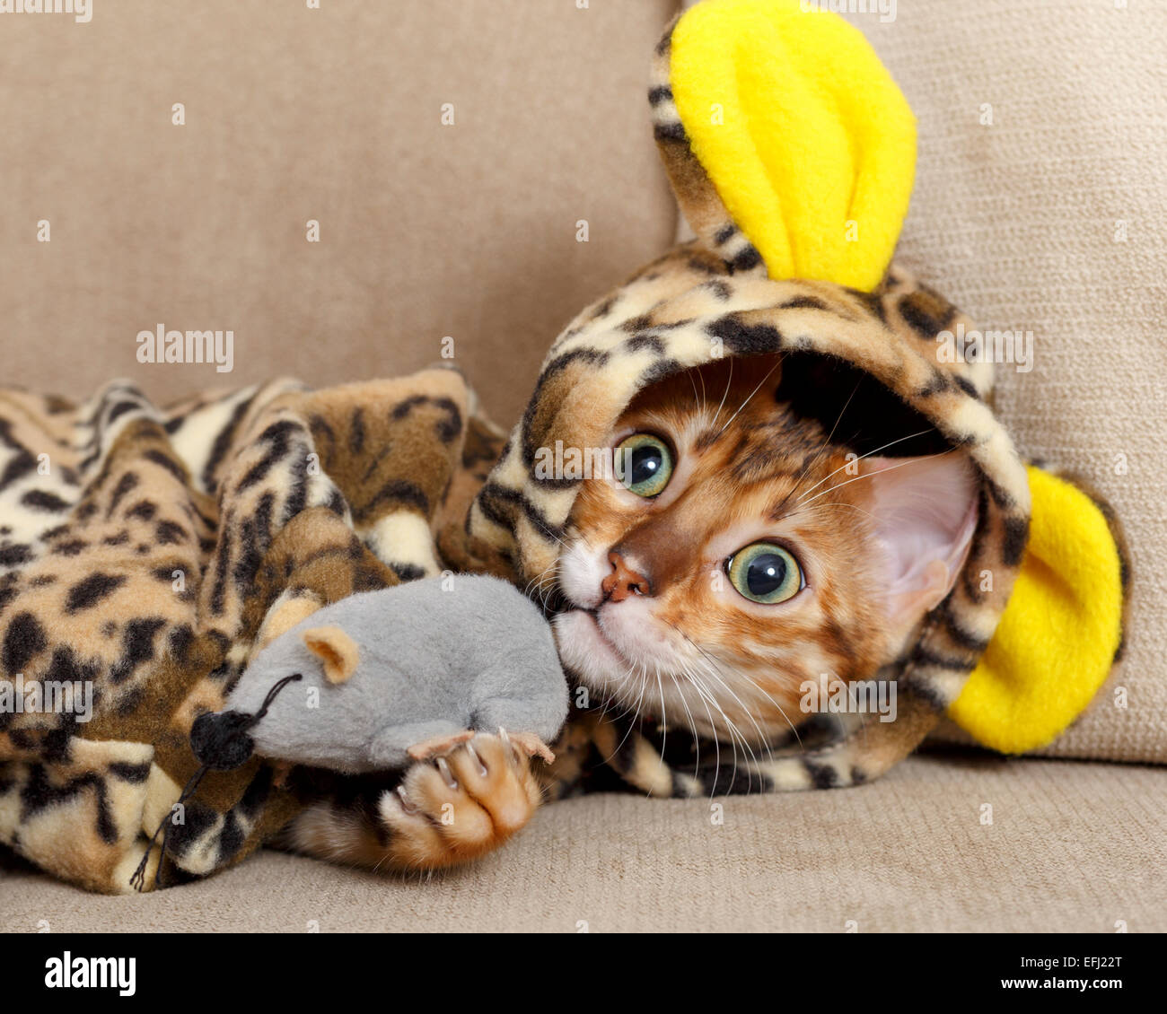 Bengal chaton femelle sur canapé en costume léopard jouant avec une souris jouet modèle libération : N° des biens : oui (cat). Toutes les images disponibles sous licence et tirages fine arts. Utiliser les coordonnées, de préférence l'e-mail ou martin@carlssoninc.se martin@martincarlsson.photography Banque D'Images