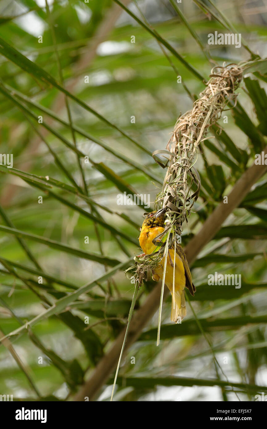 Golden Afrique (jaune) weaver Ploceus subaureus (oiseaux) de faire un nid dans un palmier. Un oiseau tisserand Banque D'Images