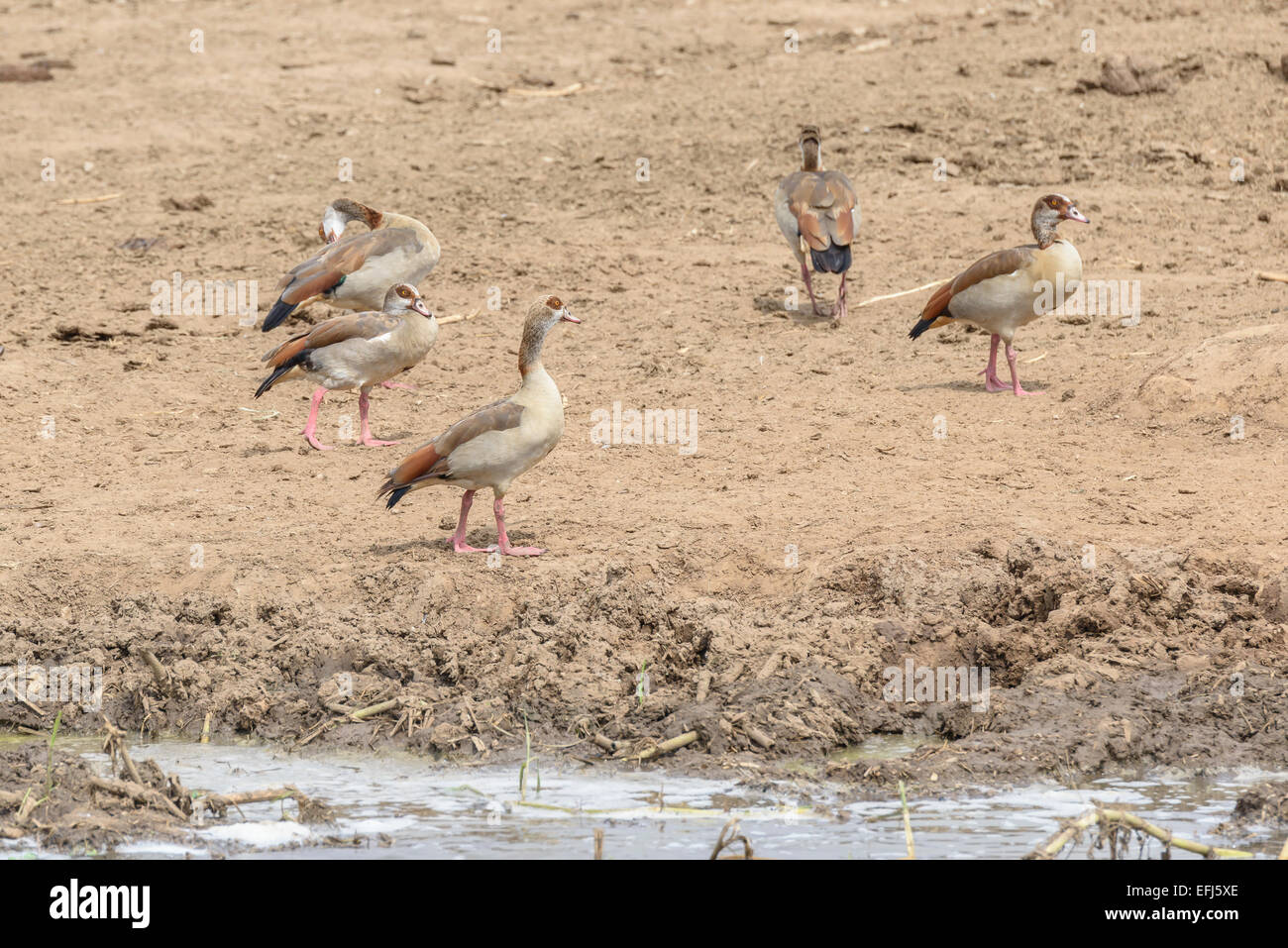 Un groupe de la famille des oies égyptiennes (Alopochen aegyptiacus) sur la rive du Lac-du-boueux. Format horizontal avec copyspace. Banque D'Images