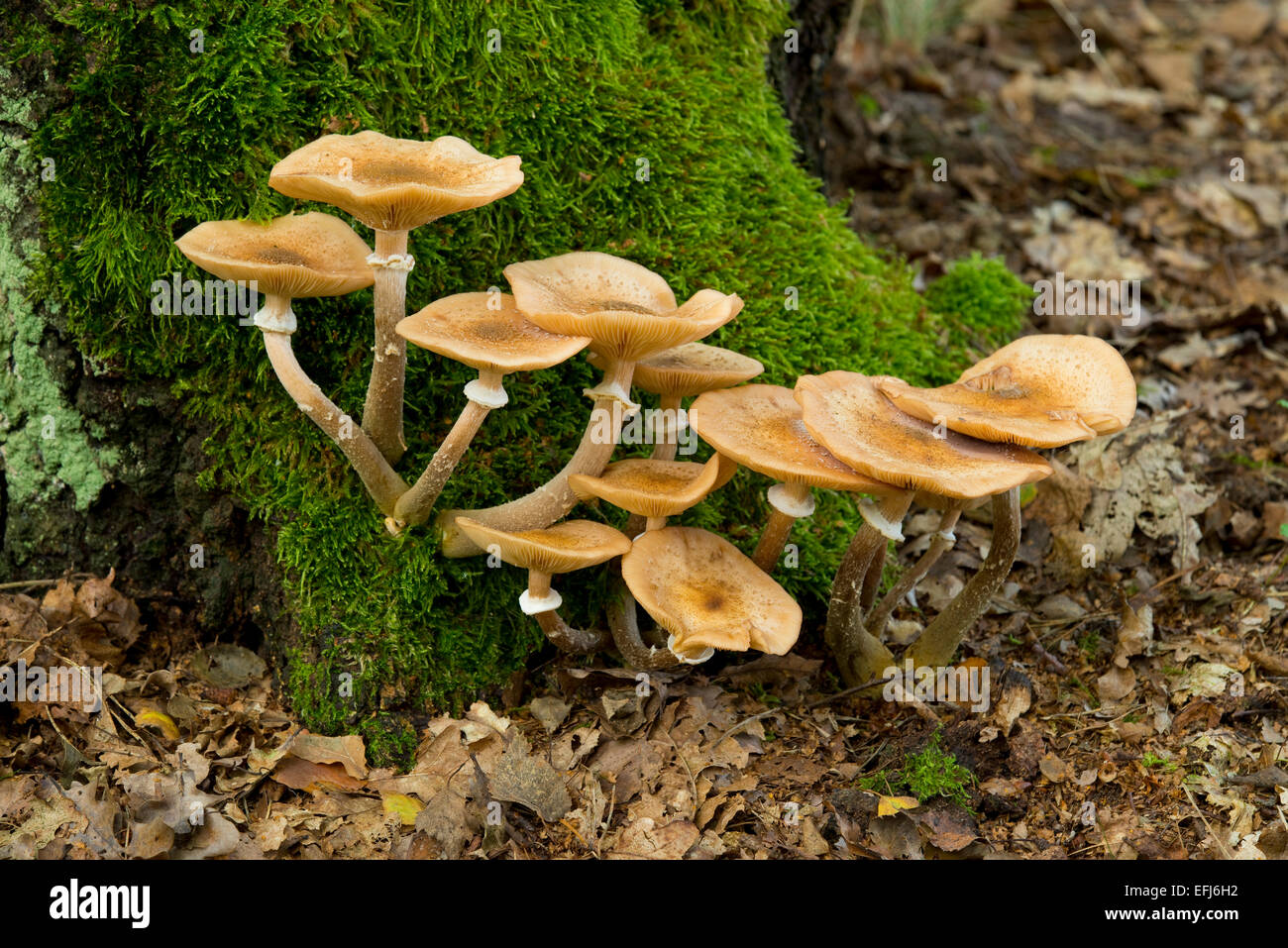 Champignon Humongous (Armillaria ostoyae), Basse-Saxe, Allemagne Banque D'Images