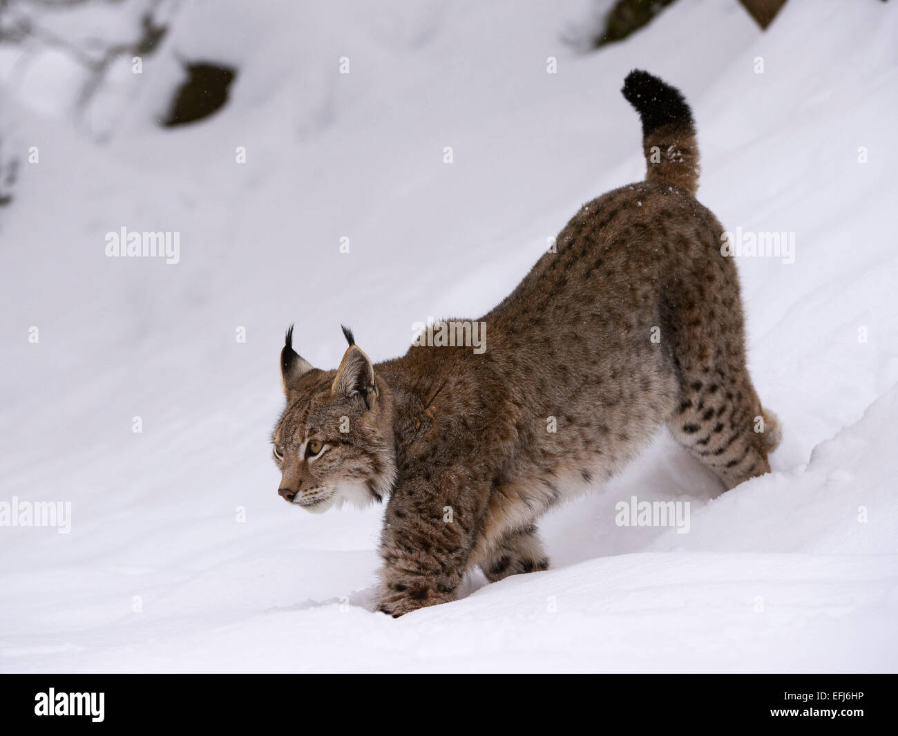 Le Lynx (Lynx lynx) marcher dans la neige, Wildfreigehege Wildenburg, Kempfeld, Parc National Hunsrück Banque D'Images