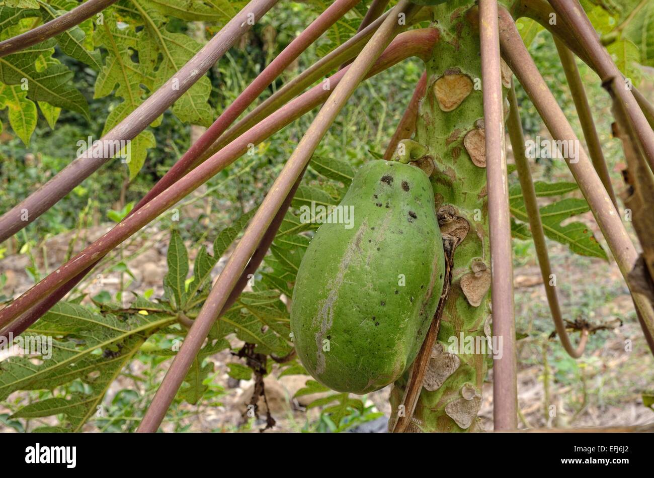 Papaye (Carica papaya), État de Veracruz, Mexique Banque D'Images
