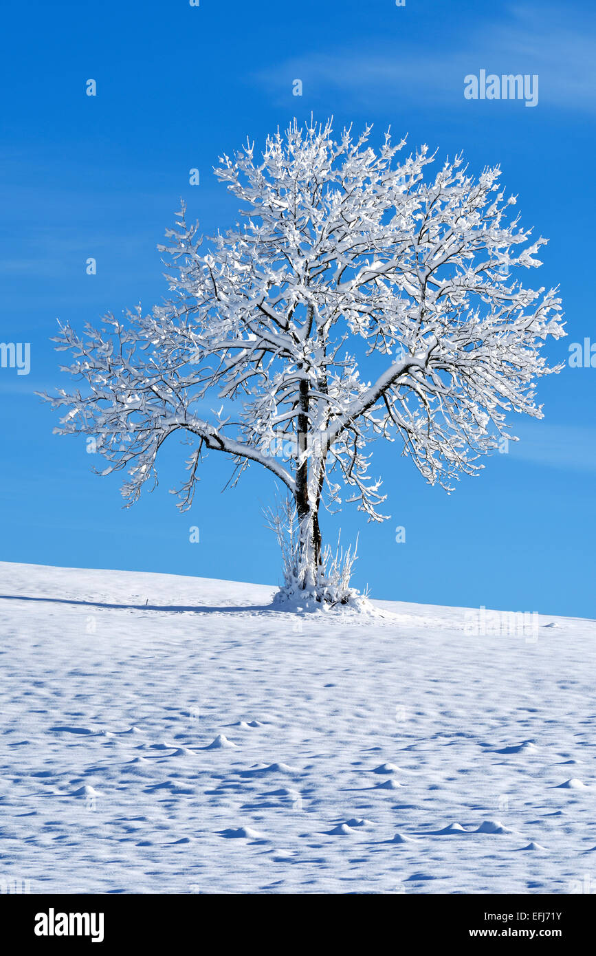 Arbre enneigé, montagne Zugerberg, canton de Zoug, Suisse Banque D'Images