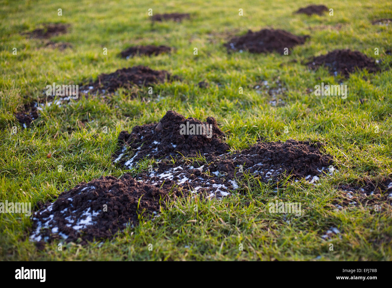 Mole hills avec une dispersion de la neige. Banque D'Images