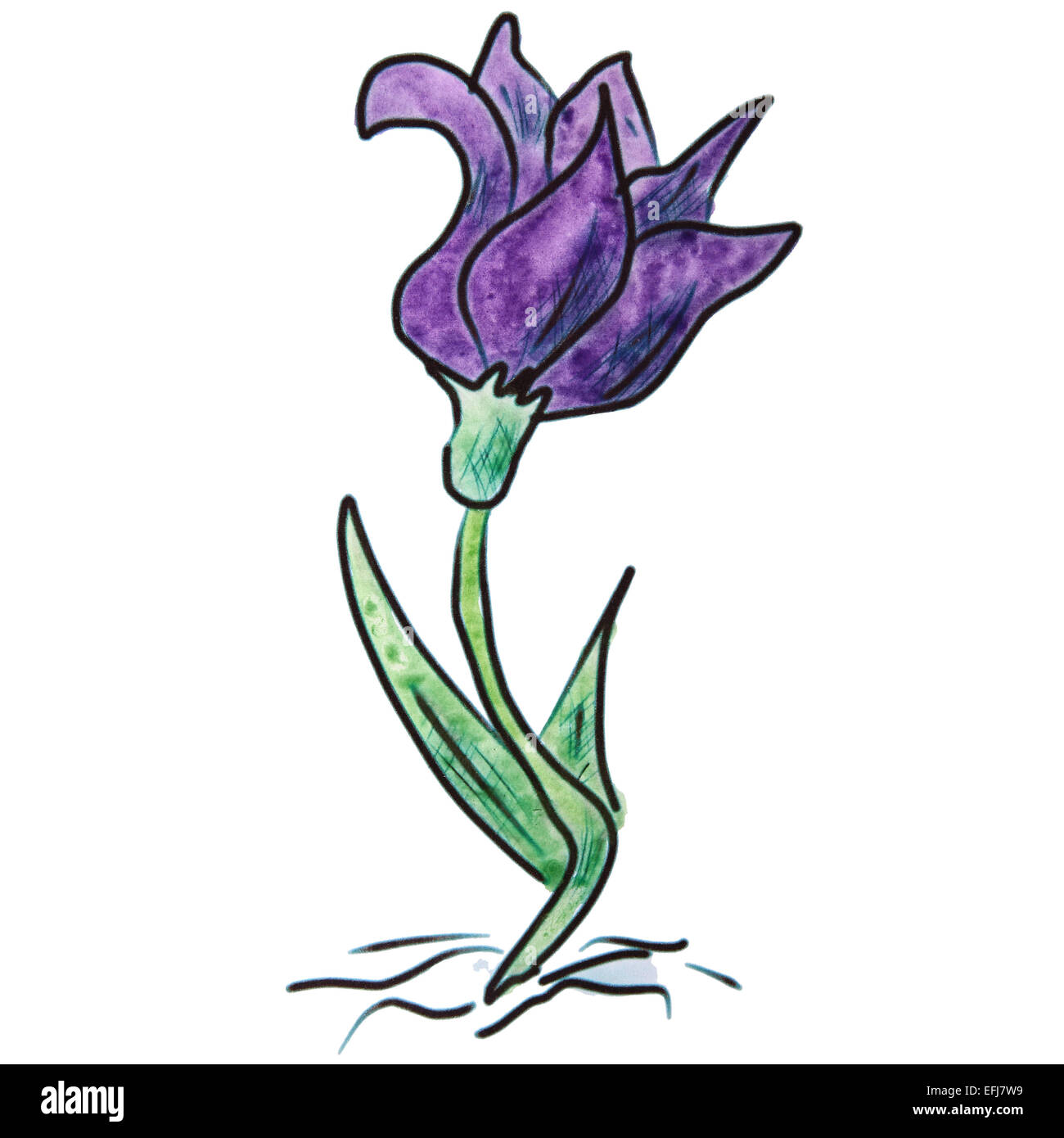 Lilas fleurs Aquarelle cartoon illustration isolé sur fond blanc Banque D'Images