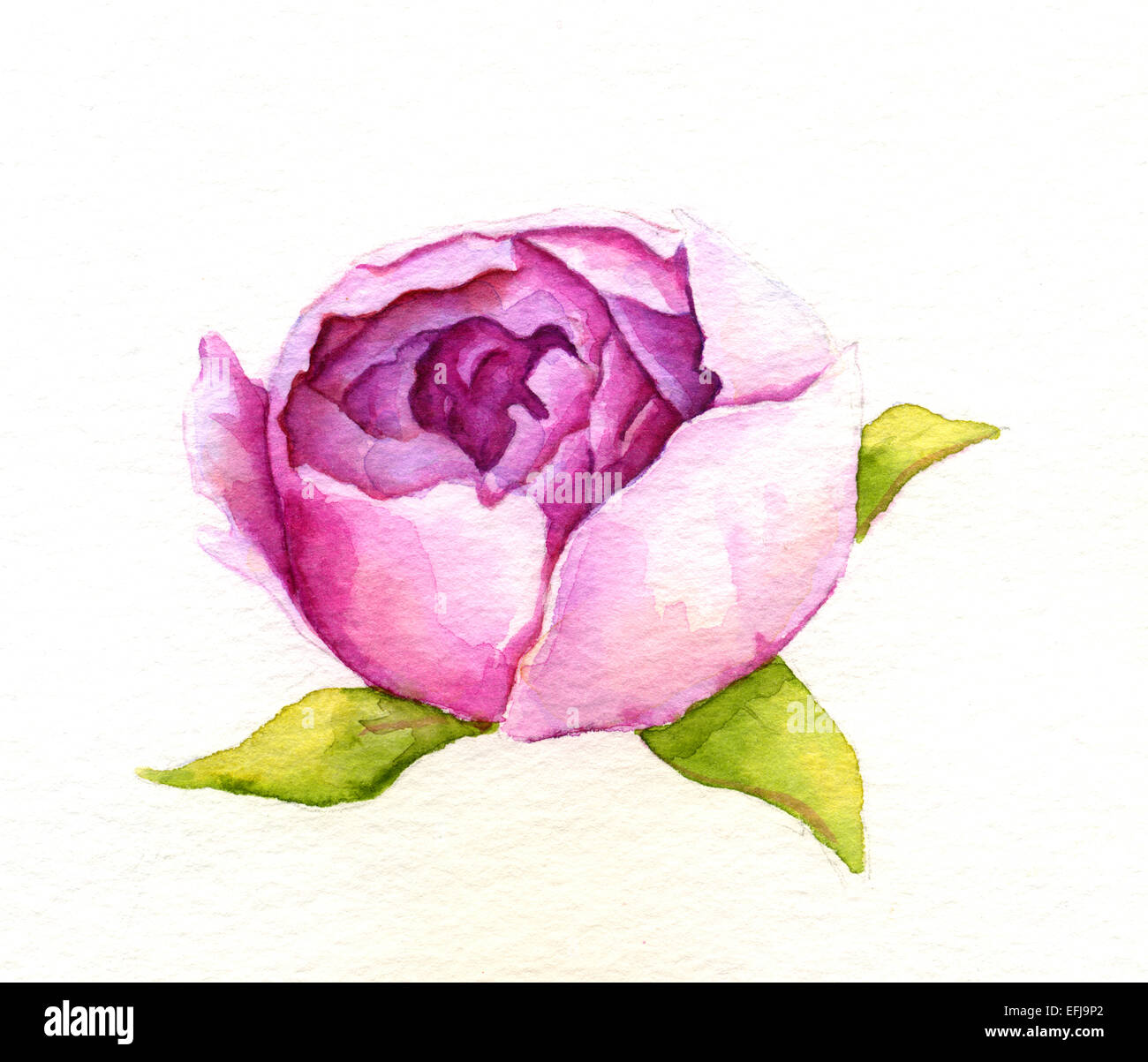 Fleur de pivoine. Illustration à l'aquarelle Banque D'Images