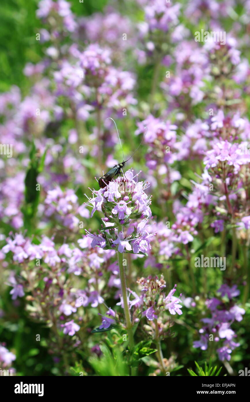 Petit insecte sur fleur sauvage mauve permanent Banque D'Images