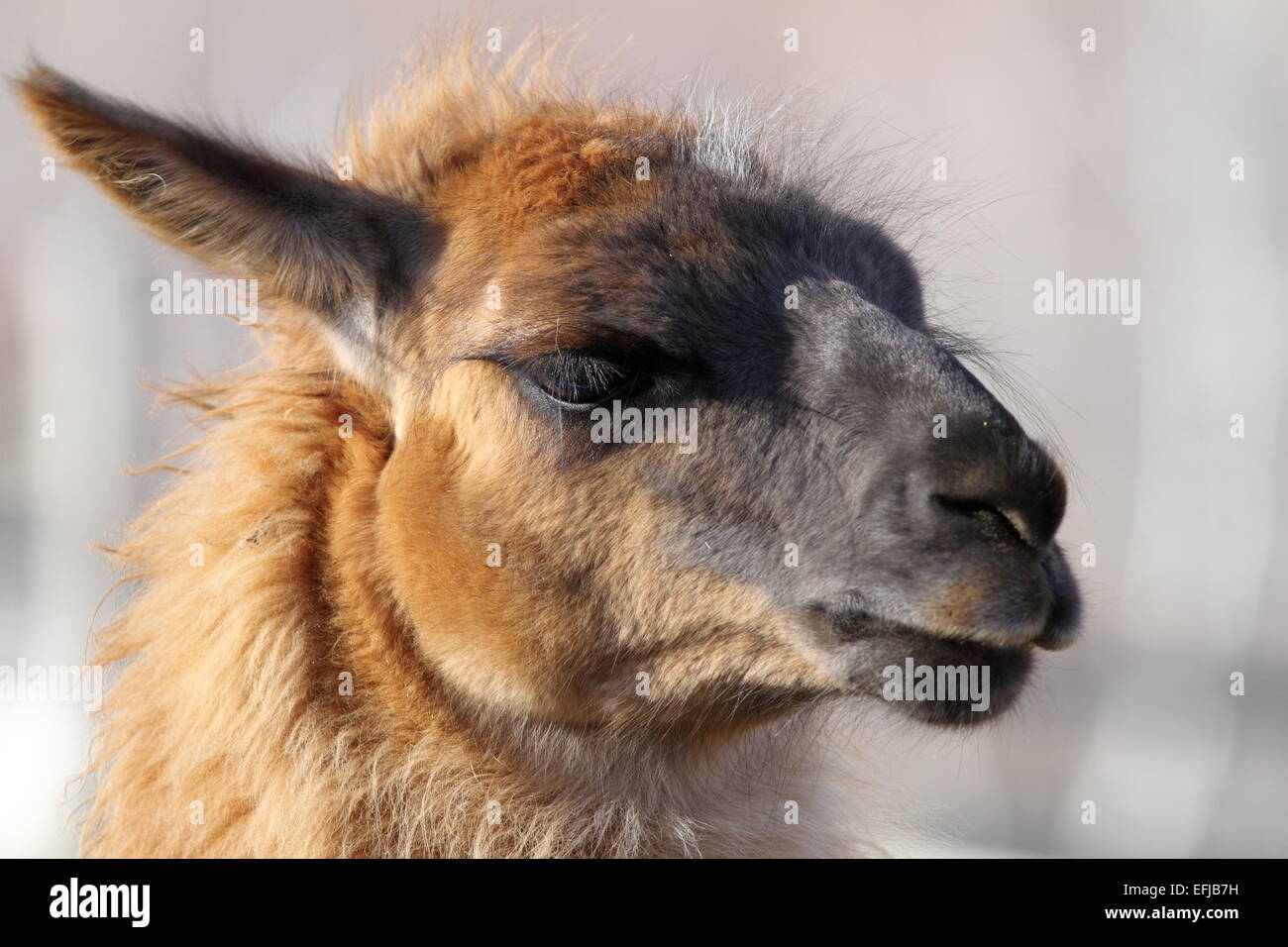 De gros plan de la tête de lama, portrait d'animal domestique Banque D'Images