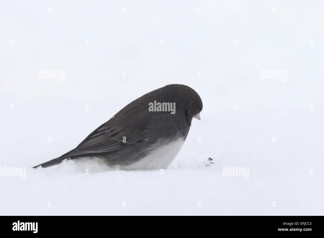 Souvent appelé a s snowbird, le junco yeux une graine sur la neige Banque D'Images