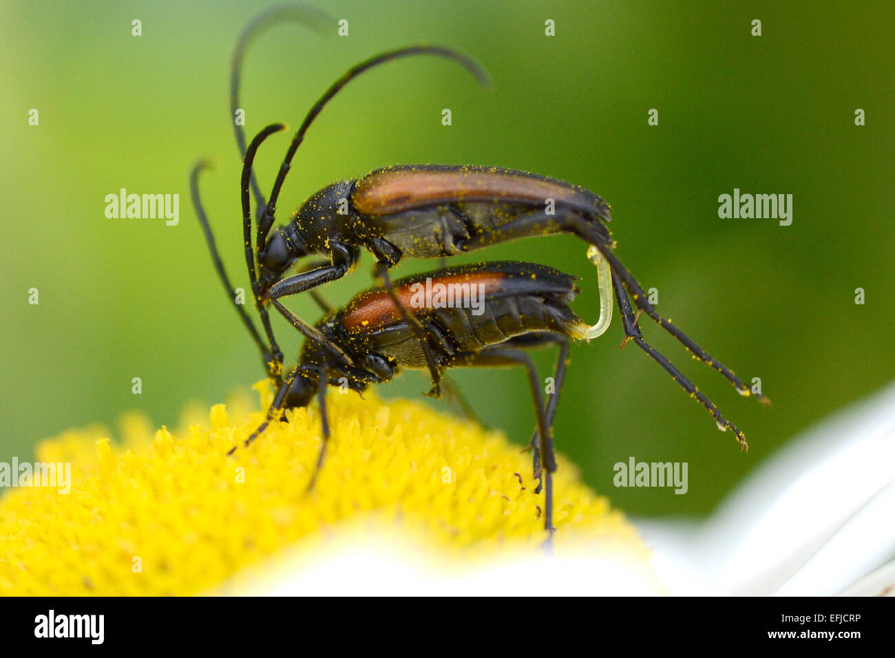 Les coléoptères soldat sur l'accouplement avec le pollen de fleur Banque D'Images