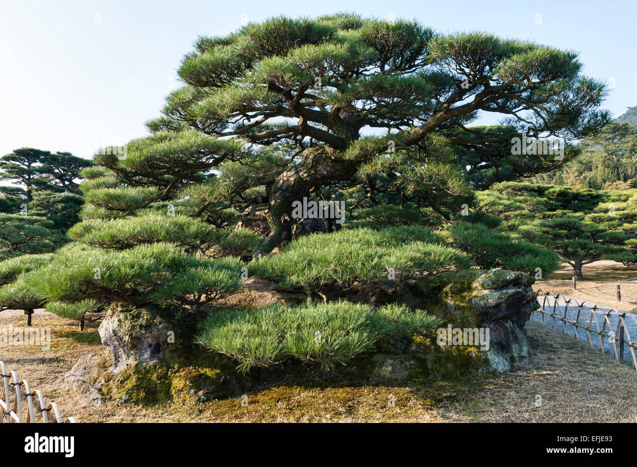 Jardin Ritsurin-koen, Takamatsu, Japon. L'arbre de pin noir nommé Tsurukame-matsu, signifiant une grue perché sur le dos d'une tortue Banque D'Images