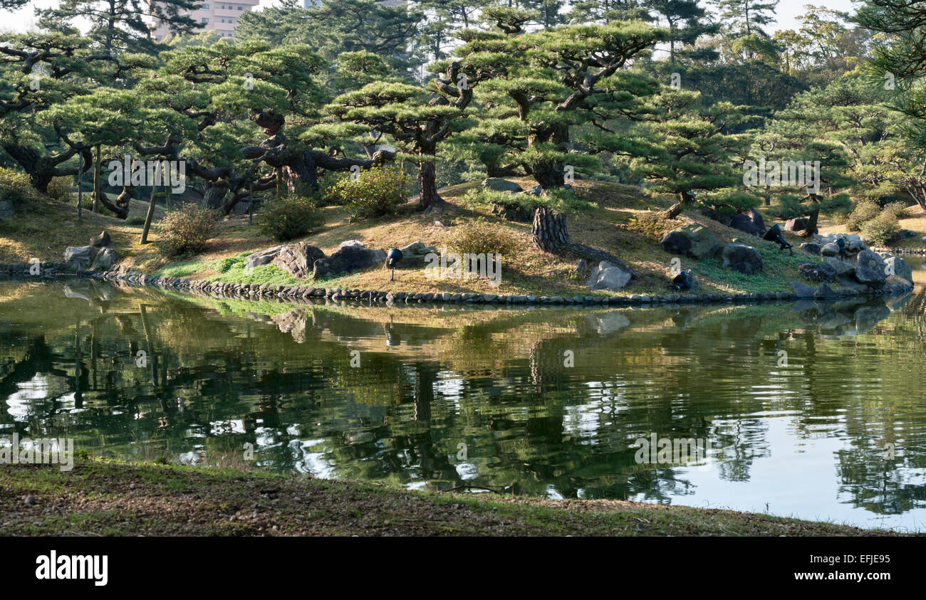 Jardin Ritsurin-koen, Takamatsu, Japon. Arbres de pin noir taillée à la forme matsu-byobu Banque D'Images