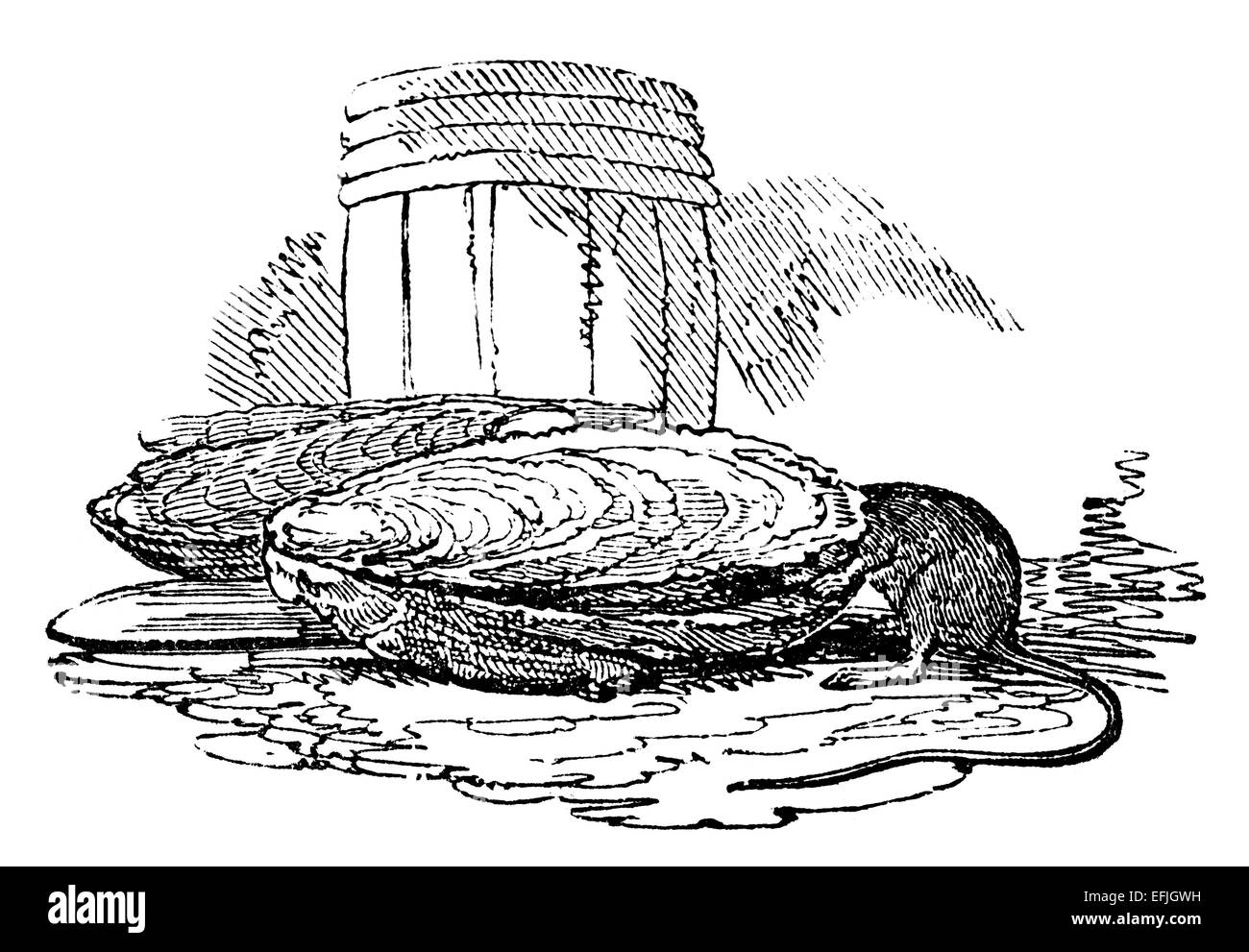 Gravure du xixe siècle d'une souris à ramper dans un coquillage, photographié d'un livre intitulé 'le Garçon propre livre" publié en Lon Banque D'Images