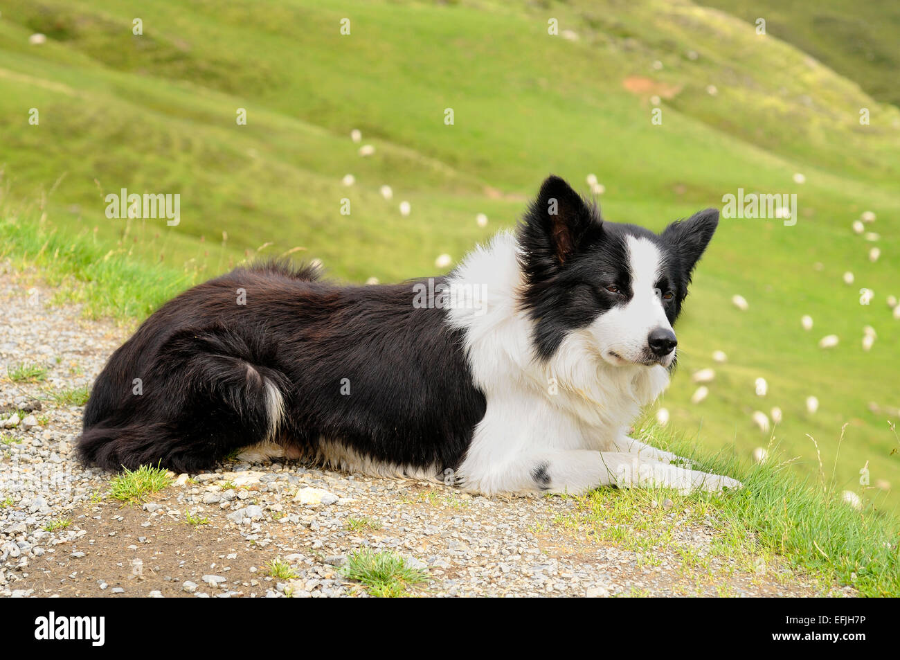 Le Chien De Berger Border Collie Couché Dans Les Moutons