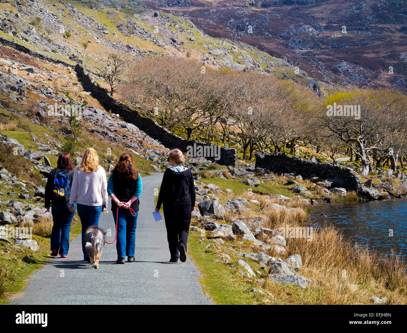 Quatre femmes avec un chien bénéficiant d'une promenade dans la campagne au printemps soleil à Carreg Y Saeth Gwynedd dans le Nord du Pays de Galles Snowdonia UK Banque D'Images