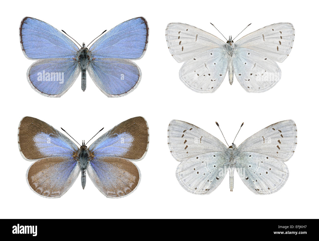 Celastrina argiolus Holly Bleu - - hommes (rangée du haut) - femelle (rangée du bas). Banque D'Images