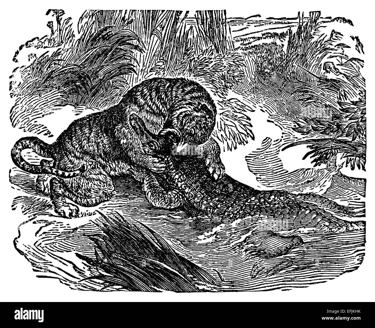 Photographié à partir d'un livre intitulé "Merveilles du monde vu par les grands explorateurs polaires et tropicales" publié à Londres 188 Banque D'Images