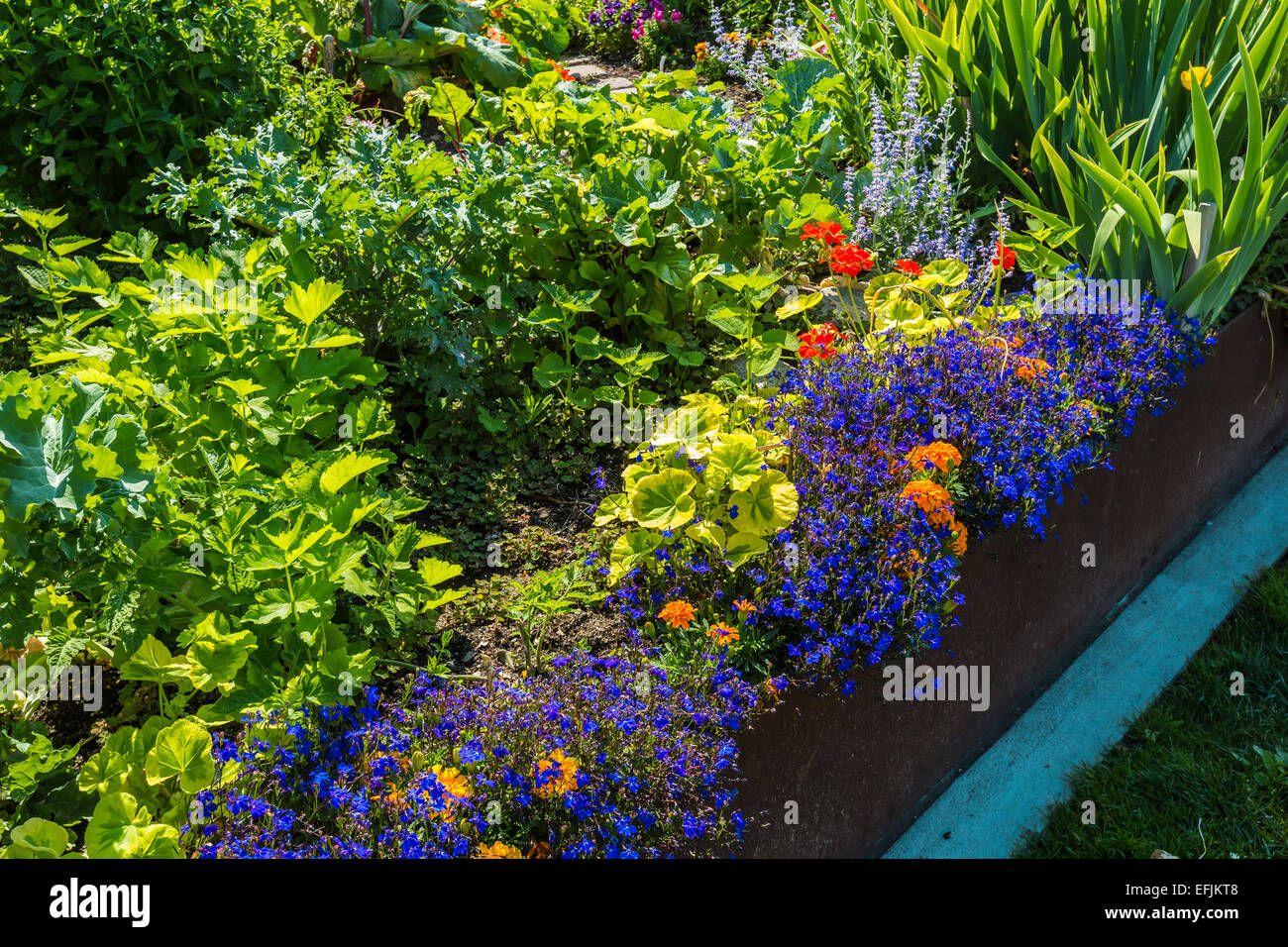 Fleurs dans le Unpaving P Paradis-Patch, un jardin communautaire, en pente du Sommet Park, Capitol Hill, Seattle, Washington, USA Banque D'Images