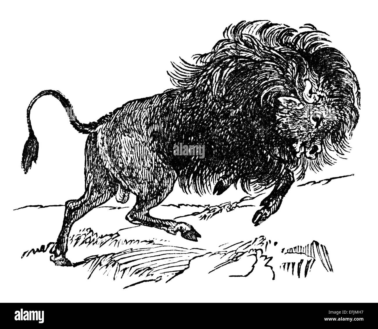 La gravure de l'époque victorienne d'un bison. Image restaurée numériquement à partir d'un milieu du xixe siècle l'encyclopédie. Banque D'Images
