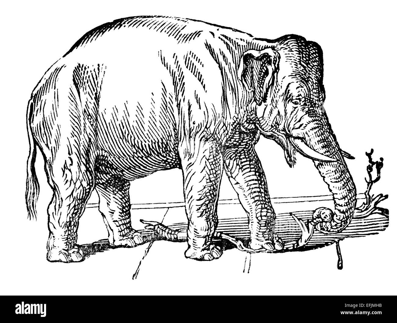 La gravure de l'époque victorienne d'un éléphant indien. Image restaurée numériquement à partir d'un milieu du xixe siècle l'encyclopédie. Banque D'Images