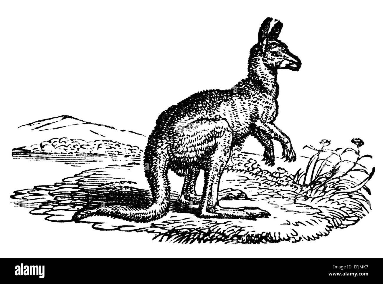 La gravure de l'époque victorienne d'un kangourou. Image restaurée numériquement à partir d'un milieu du xixe siècle l'encyclopédie. Banque D'Images
