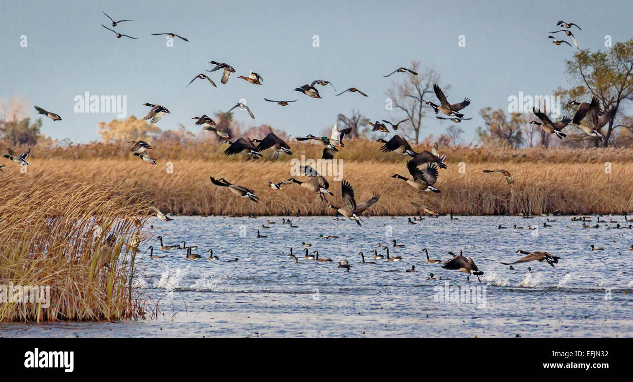 Les canards et les oies qui décolle de faune protégées. Banque D'Images