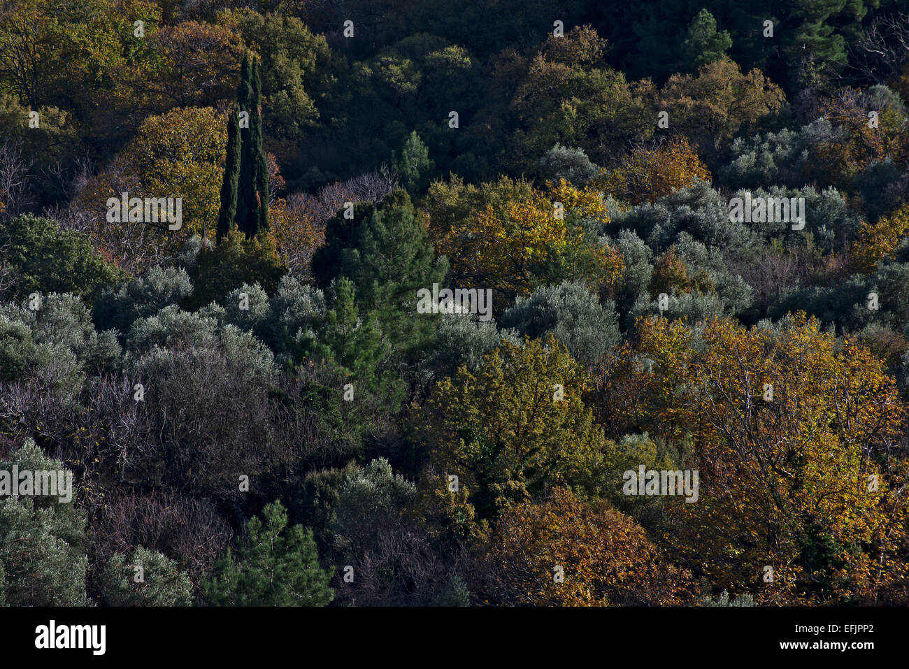 Forêt d'oliviers, cyprès et autres arbres à Lesbos, Grèce, en automne Banque D'Images