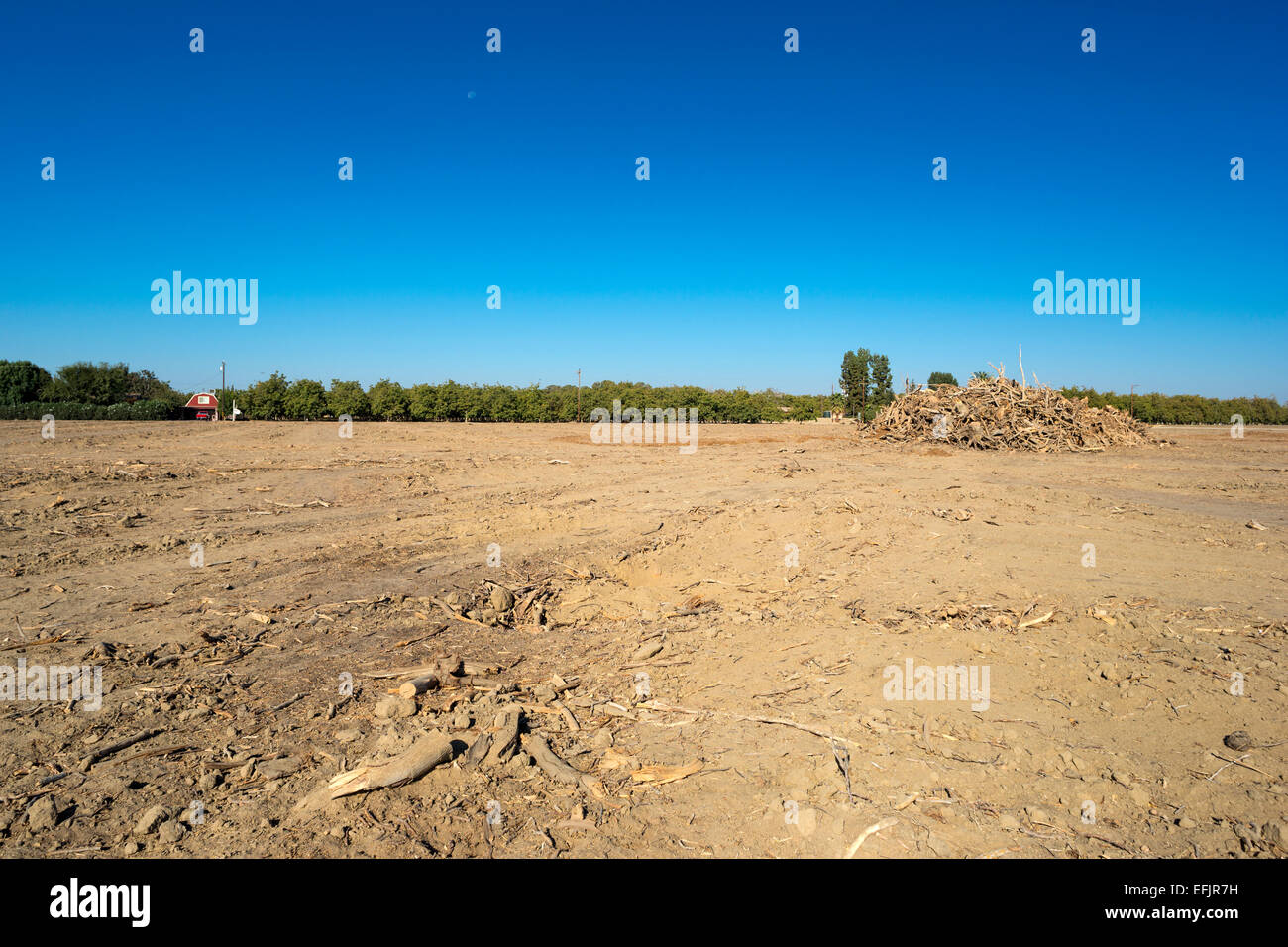 MOUND DÉTERRÉS PISTACHIER VERGER WASCO CENTRAL VALLEY CALIFORNIA USA Banque D'Images