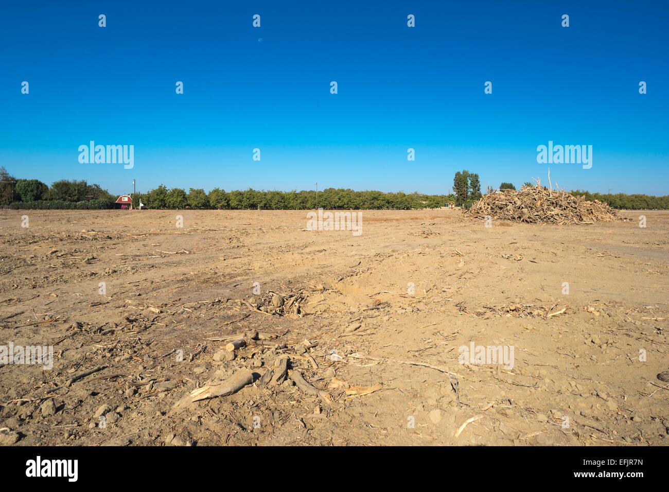 MOUND DÉTERRÉS PISTACHIER VERGER WASCO CENTRAL VALLEY CALIFORNIA USA Banque D'Images