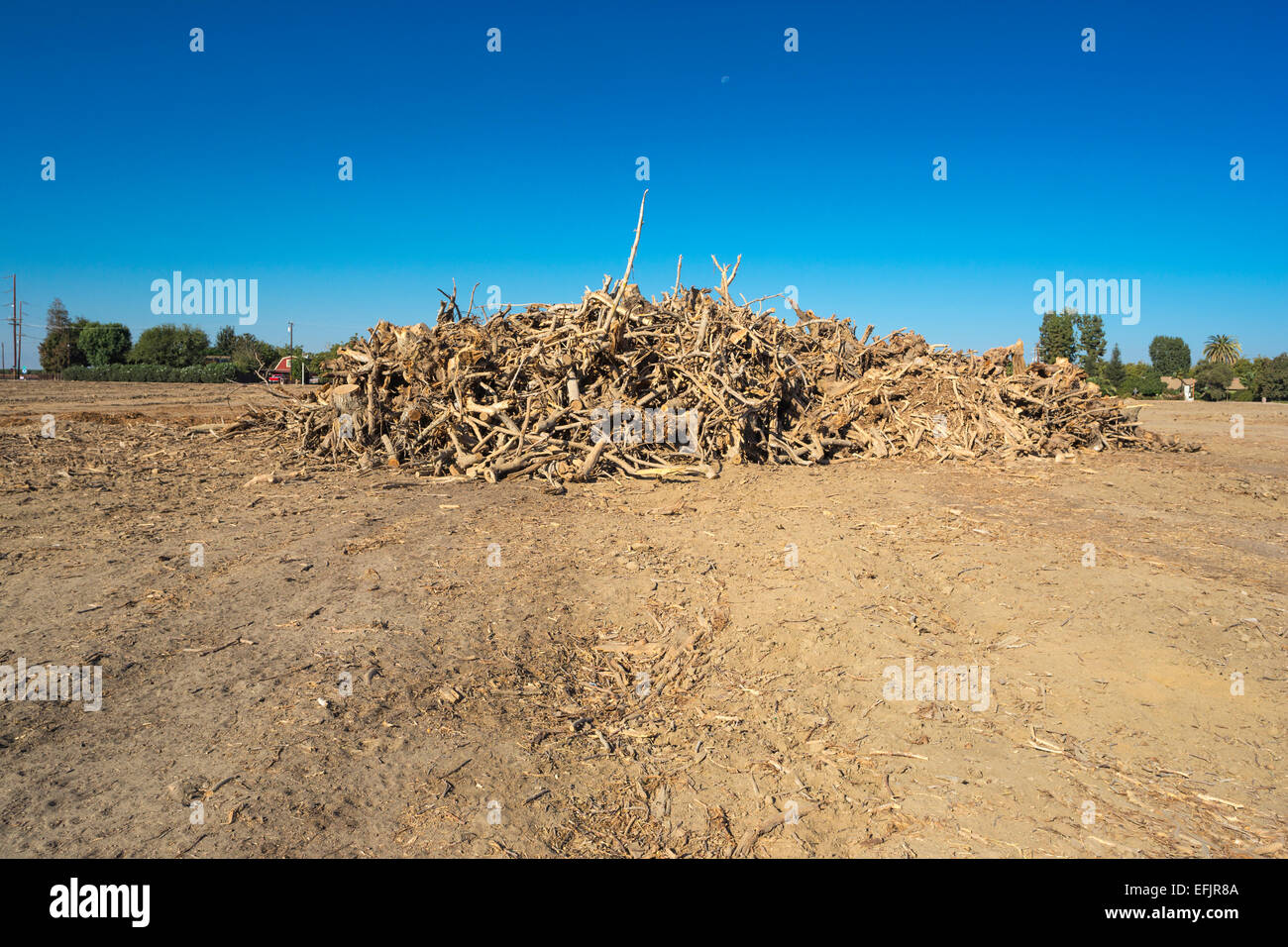 MOUND DÉTERRÉS PISTACHIER VERGER WASCO CENTRAL VALLEY CALIFORNIA USA Banque D'Images