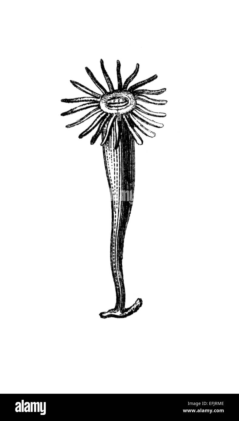 Gravure d'une victorienne zoanthus corail mou. Image restaurée numériquement à partir d'un milieu du xixe siècle l'encyclopédie. Banque D'Images